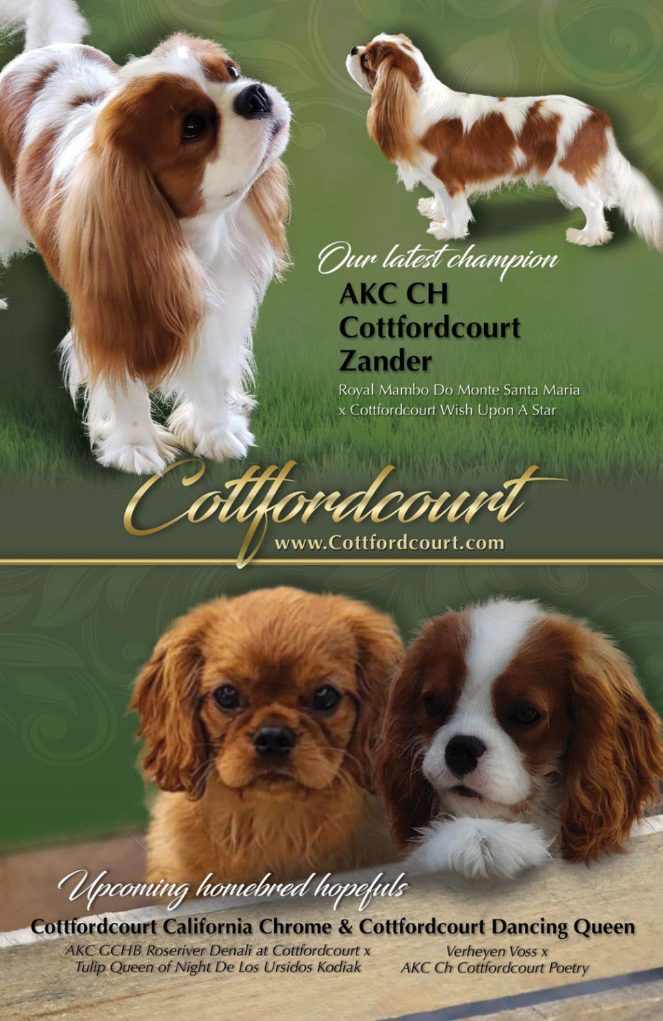 Westminster dog show cavalier king best sale charles spaniel